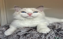 Ragdoll cats for sale: GCCF registered Kitten! 💙 Lilac  - Image 1
