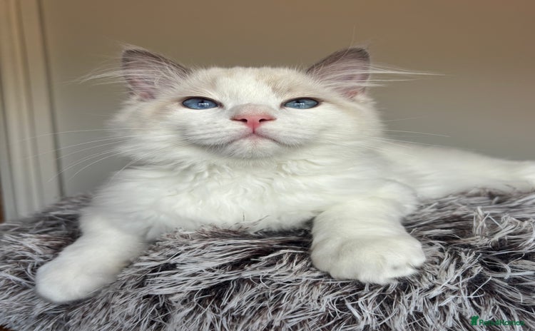 Ragdoll cats for sale - Advert 1