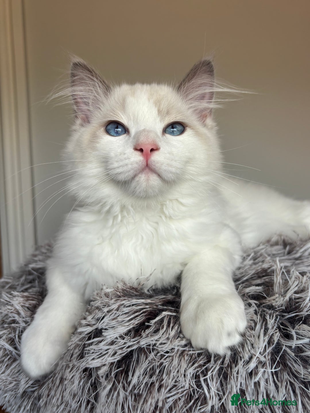 Ragdoll cats for sale: GCCF registered Kitten! 💙 Lilac  - Image 1