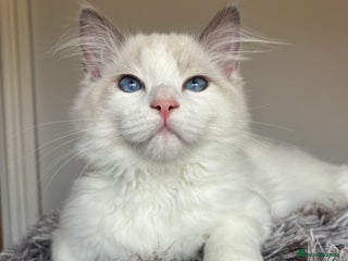 Ragdoll cats - Advert 10