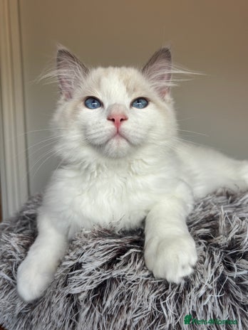 Ragdoll cats - Advert 12