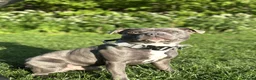 Staffordshire Bull Terrier dogs for stud: Staffordshire Bull Terrier Stud — Loki - Advert 9