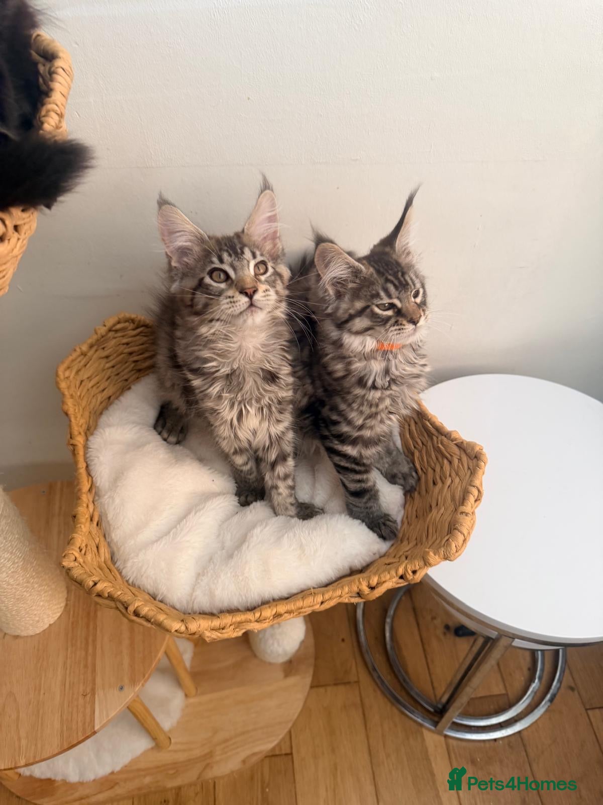 Maine Coon cats Show quality Maine coon kittens - Advert 2