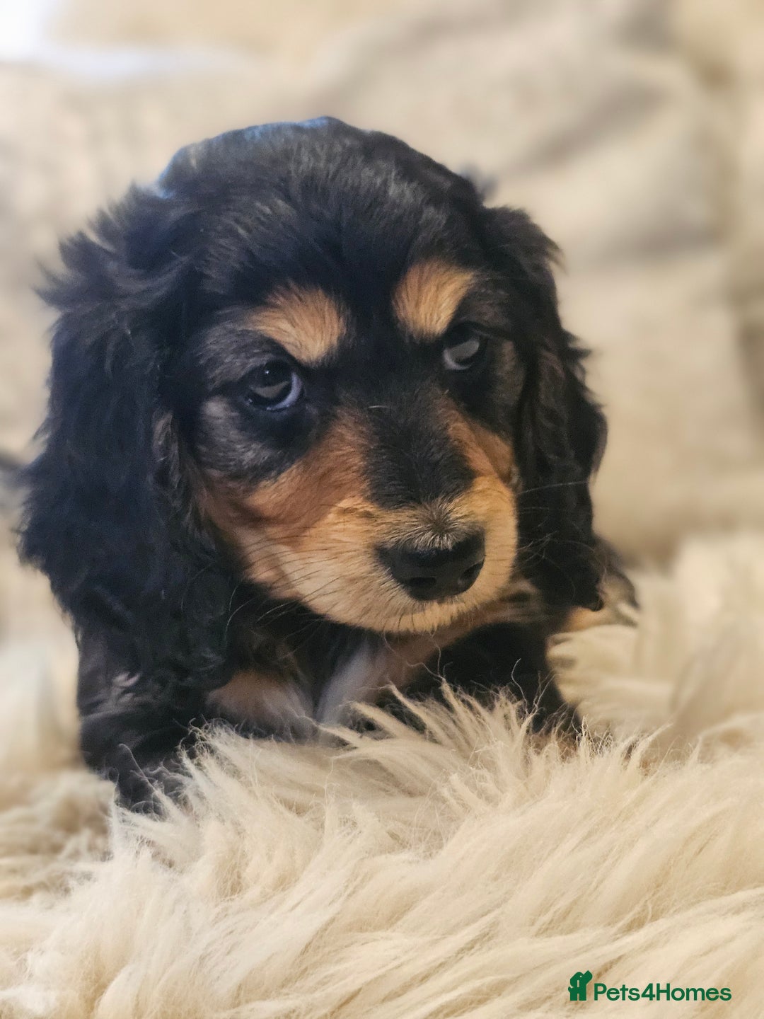 Miniature Dachshund dogs for sale: Longhairedd miniature dachshunds  - Image 8