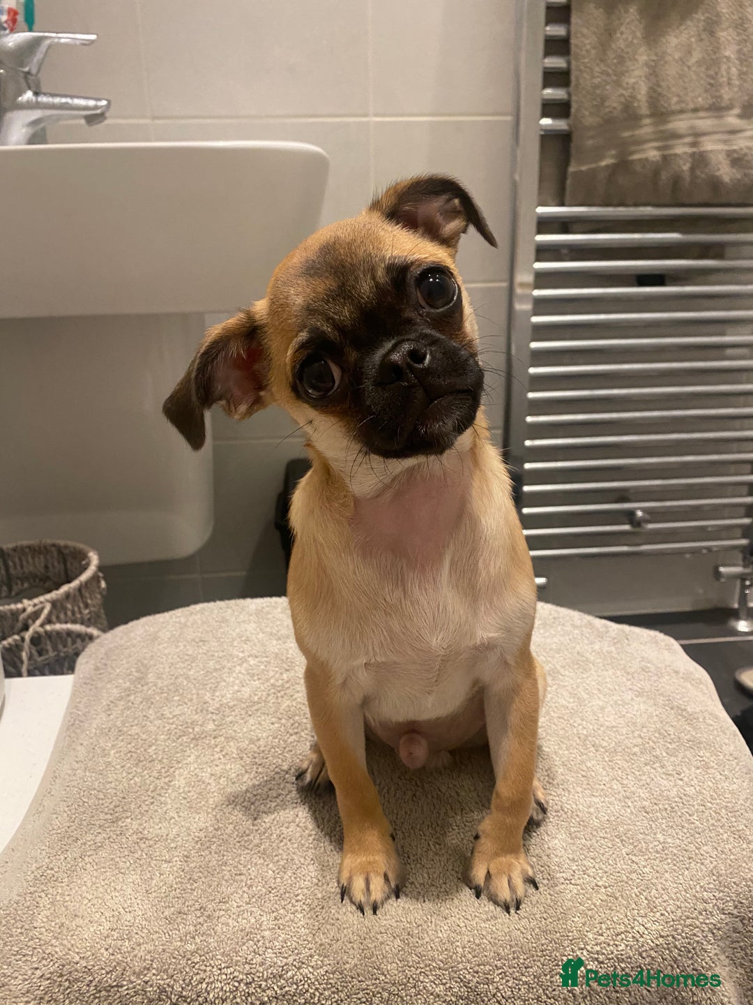 Chug dogs for sale: Winston - Chug - Advert 8