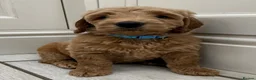 Double Doodle dogs for sale: Sunning littler of Australian Double Doodles  - Advert 2