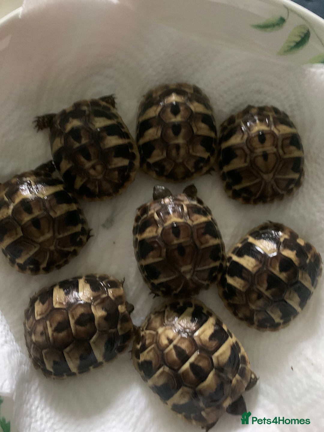 Hermann Tortoise reptiles for sale: 2025 baby hermann tortoises  - Image 3
