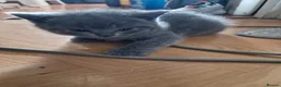 British Shorthair cats for sale: Pedigree british shorthair kitten - Advert 24
