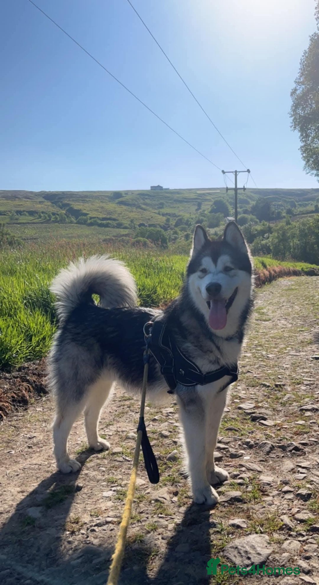 Alaskan Malamute dogs for sale: Litter B  - Advert 14