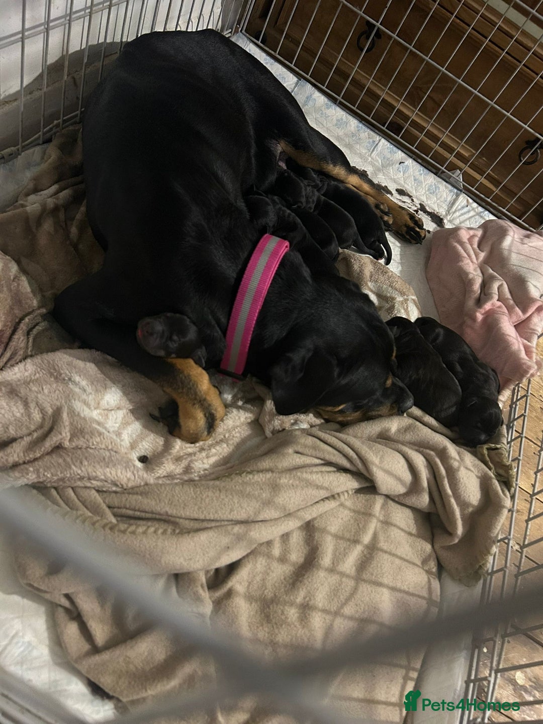 Cane Corso dogs for sale: Cane corso puppies for sale  - Advert 3