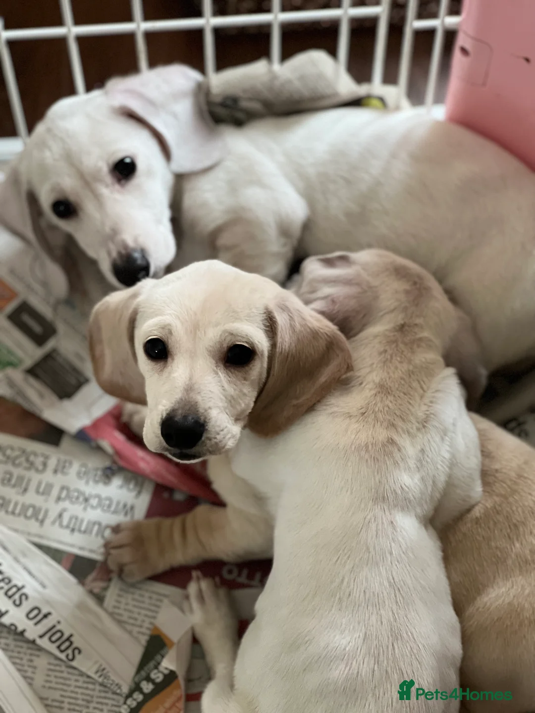 Miniature Dachshund dogs for stud: KC/PRA CLEAR SMALL MINI PROVEN DACHSHUND  in Manchester - Advert 8