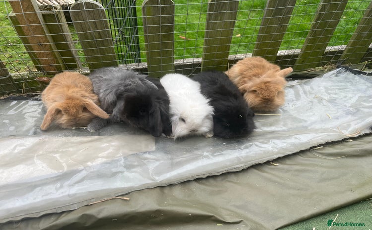 Mini Lion Lop rabbits - Advert 14