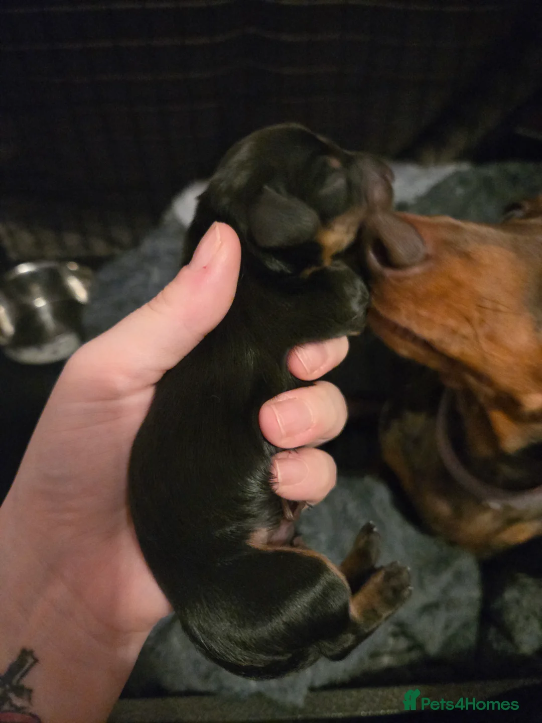 Miniature Dachshund dogs for sale: Miniture dashchounds - Advert 7