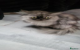 Persian cats for sale: Persian female pet home - Image 2