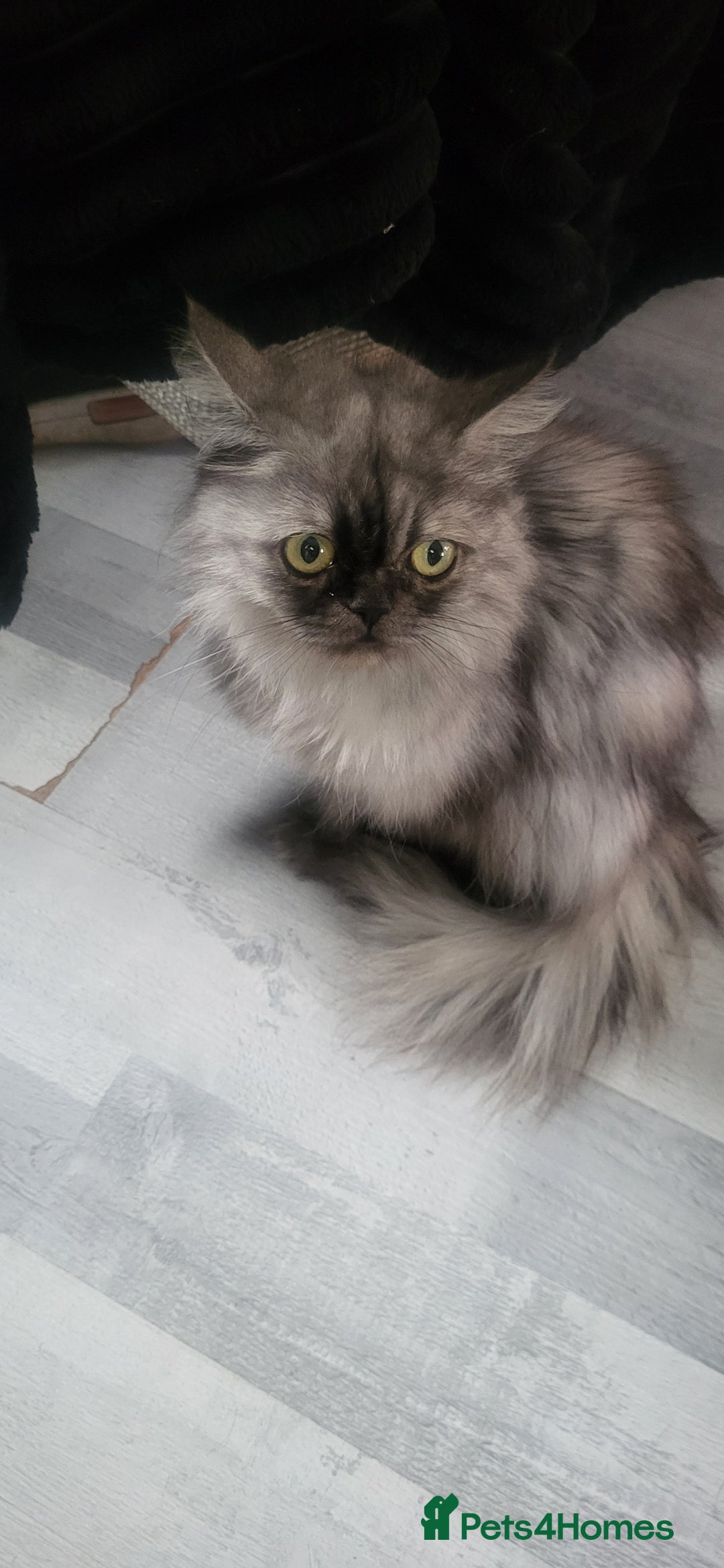 Persian cats for sale: Persian female pet home - Image 2