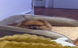 Pomeranian dogs for sale: Louis - Advert 2