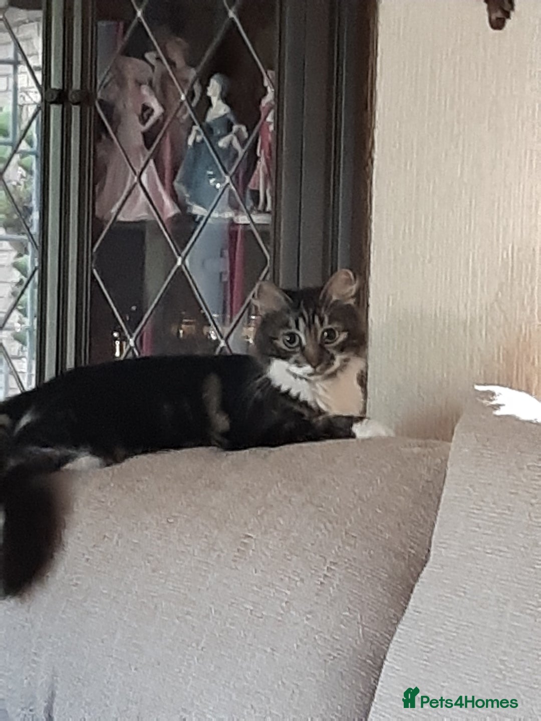 Maine Coon cats for sale: Maine Coon kittens  - Image 7