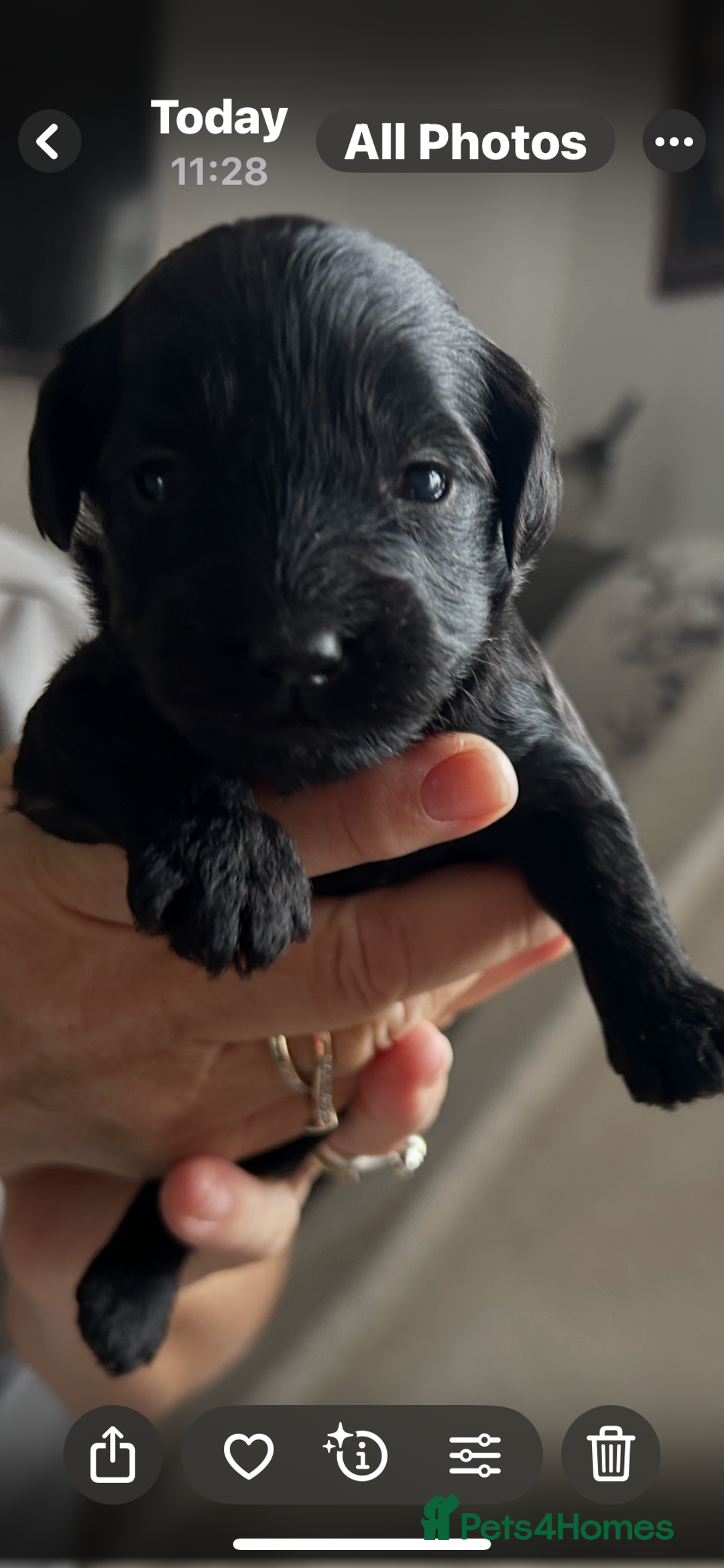 Cockapoo dogs for sale: Beautiful cockapoos - Image 3