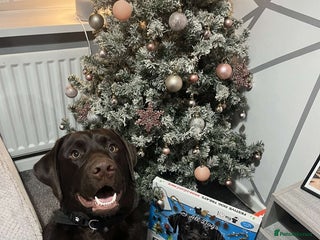 Labrador Retriever dogs - Advert 27