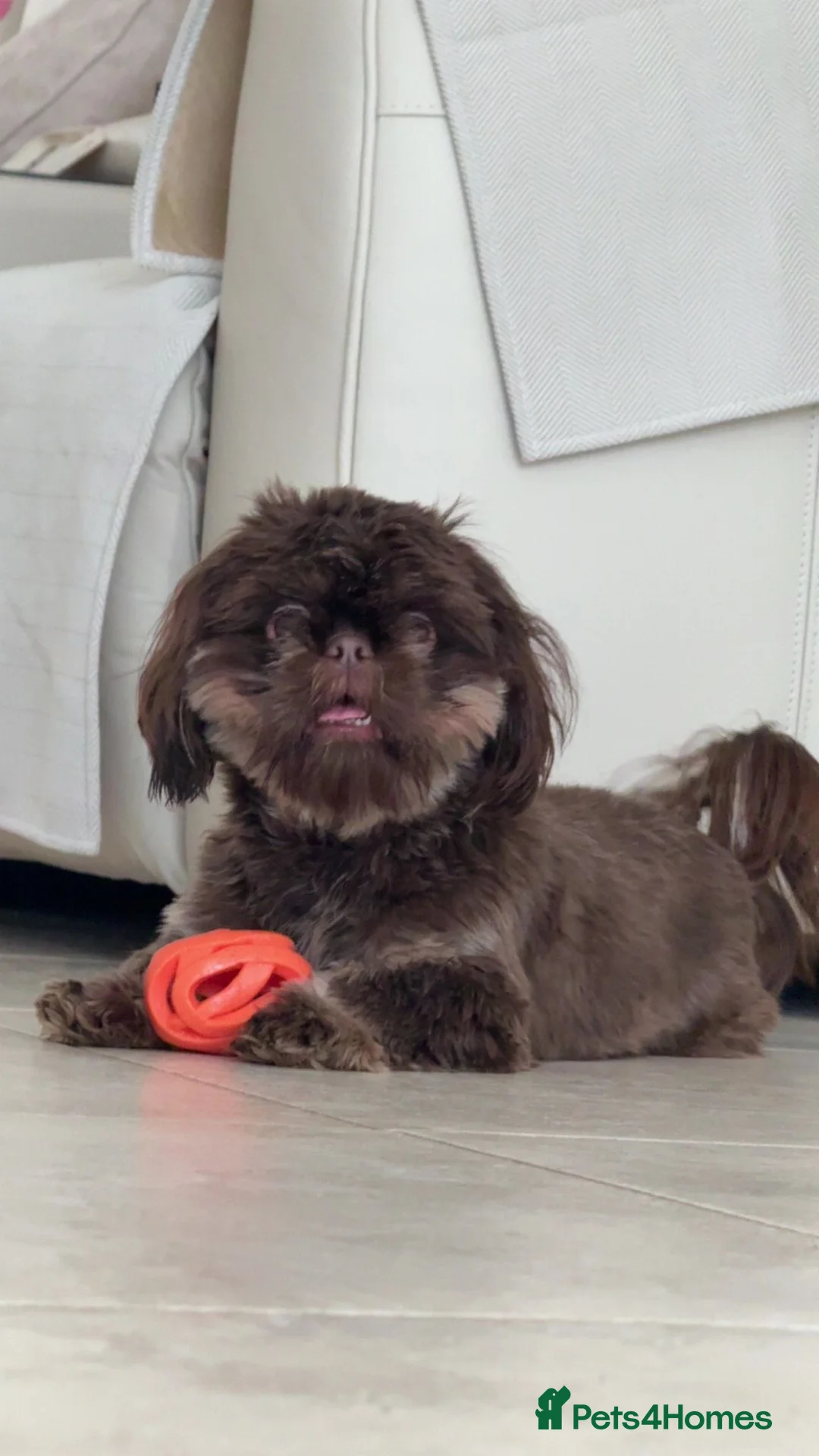 Shih Tzu dogs for sale: Imperial shihtzu  - Advert 7