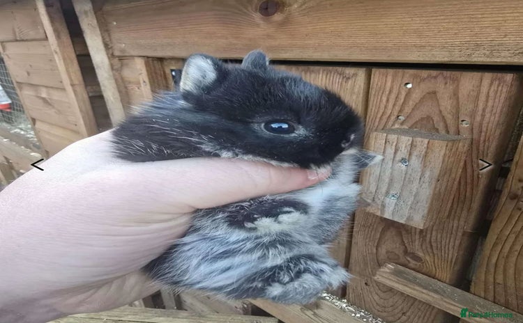 Netherland Dwarf rabbits in Leeds - Advert 6
