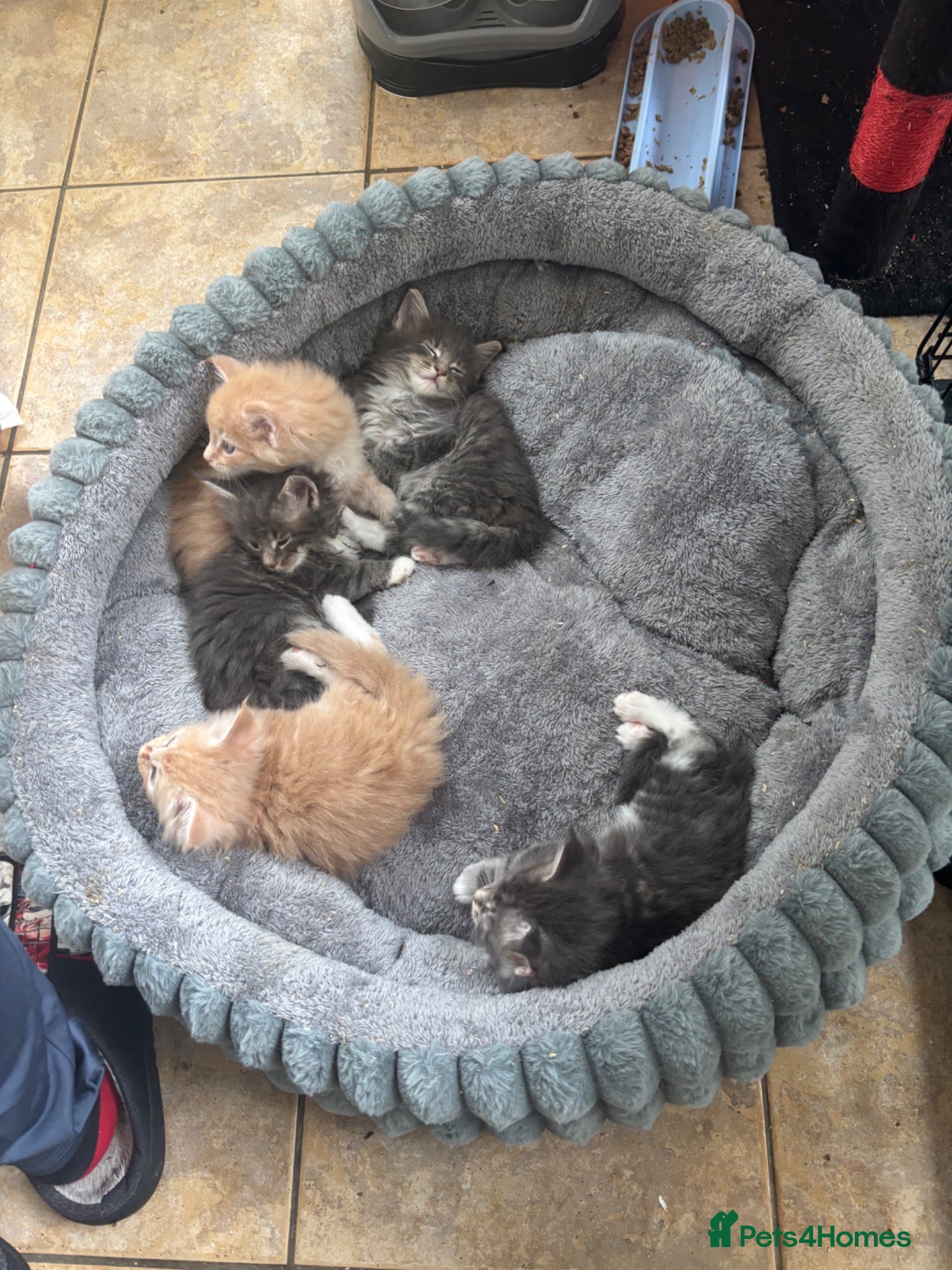 Maine Coon cats Maine coon kittens - Advert 5