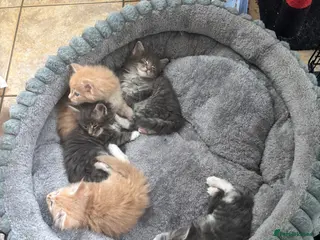 Maine Coon cats Maine coon kittens - Advert 1