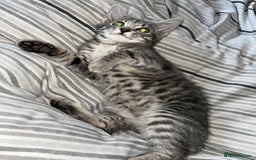 Mixed Breed cats for sale: 1 beautiful female tabby kitten - Image 2