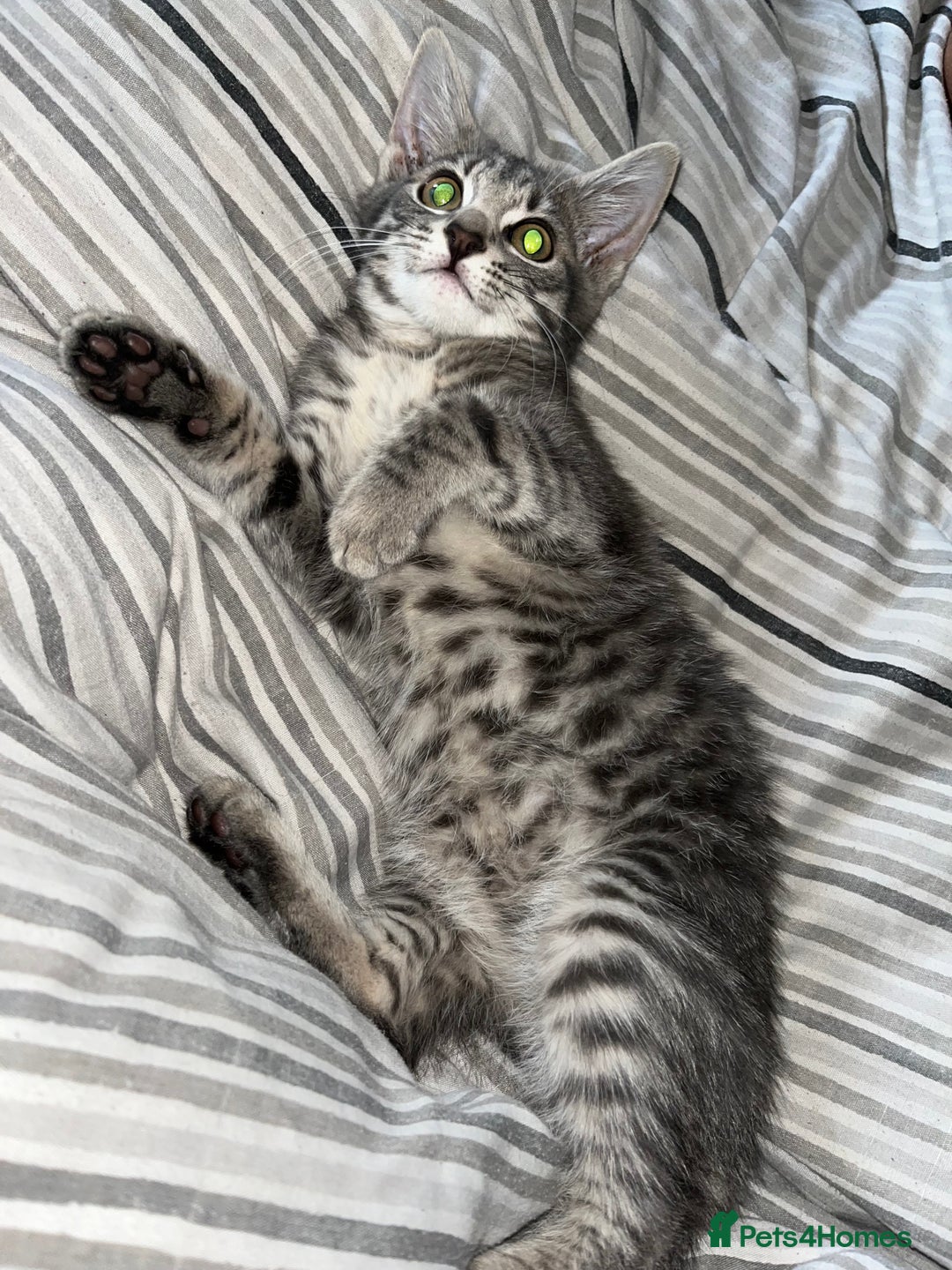 Mixed Breed cats for sale: 1 beautiful female tabby kitten - Image 2