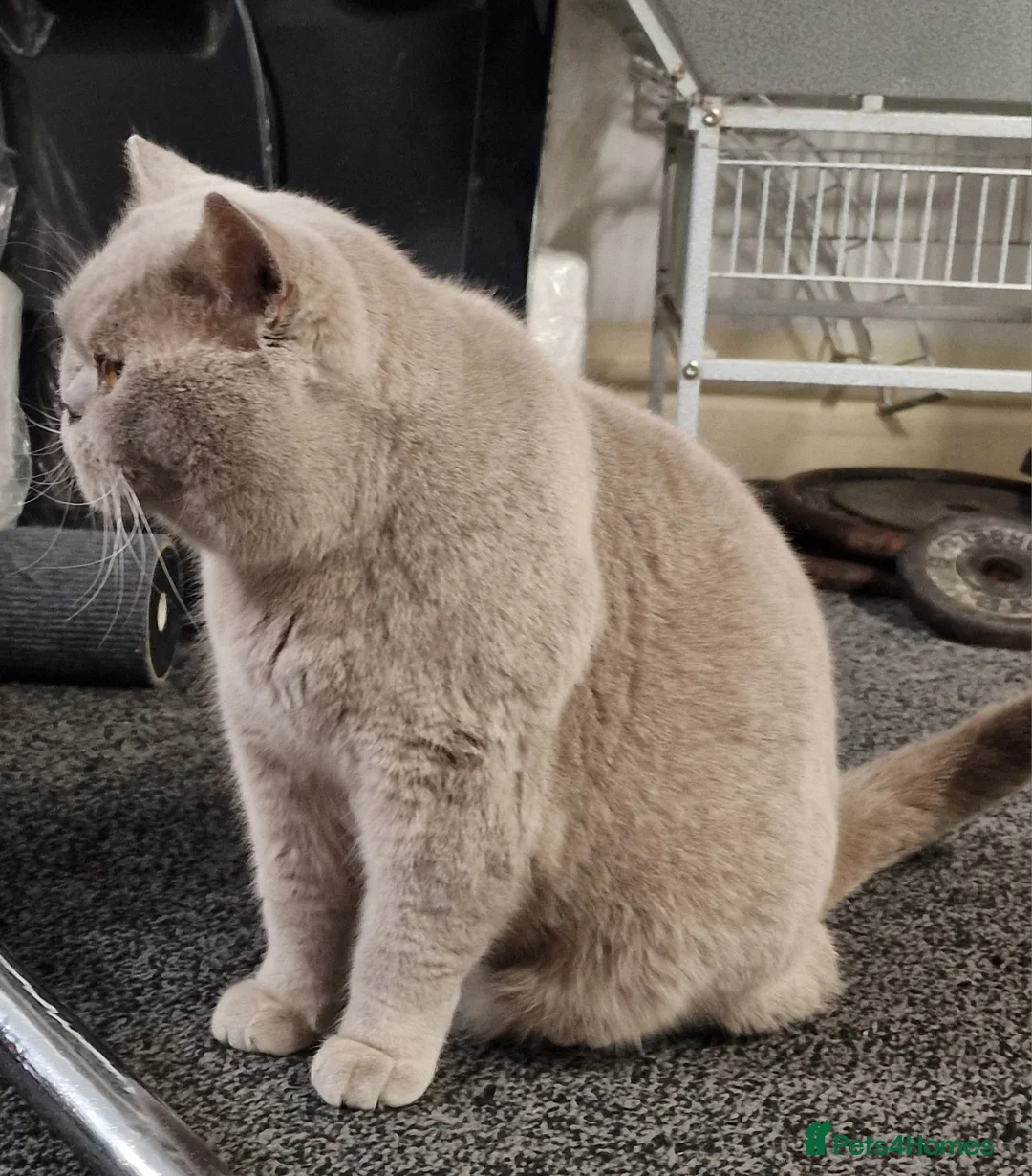 British Shorthair cats for sale: Female Lilac British Shorthair  - Advert 2