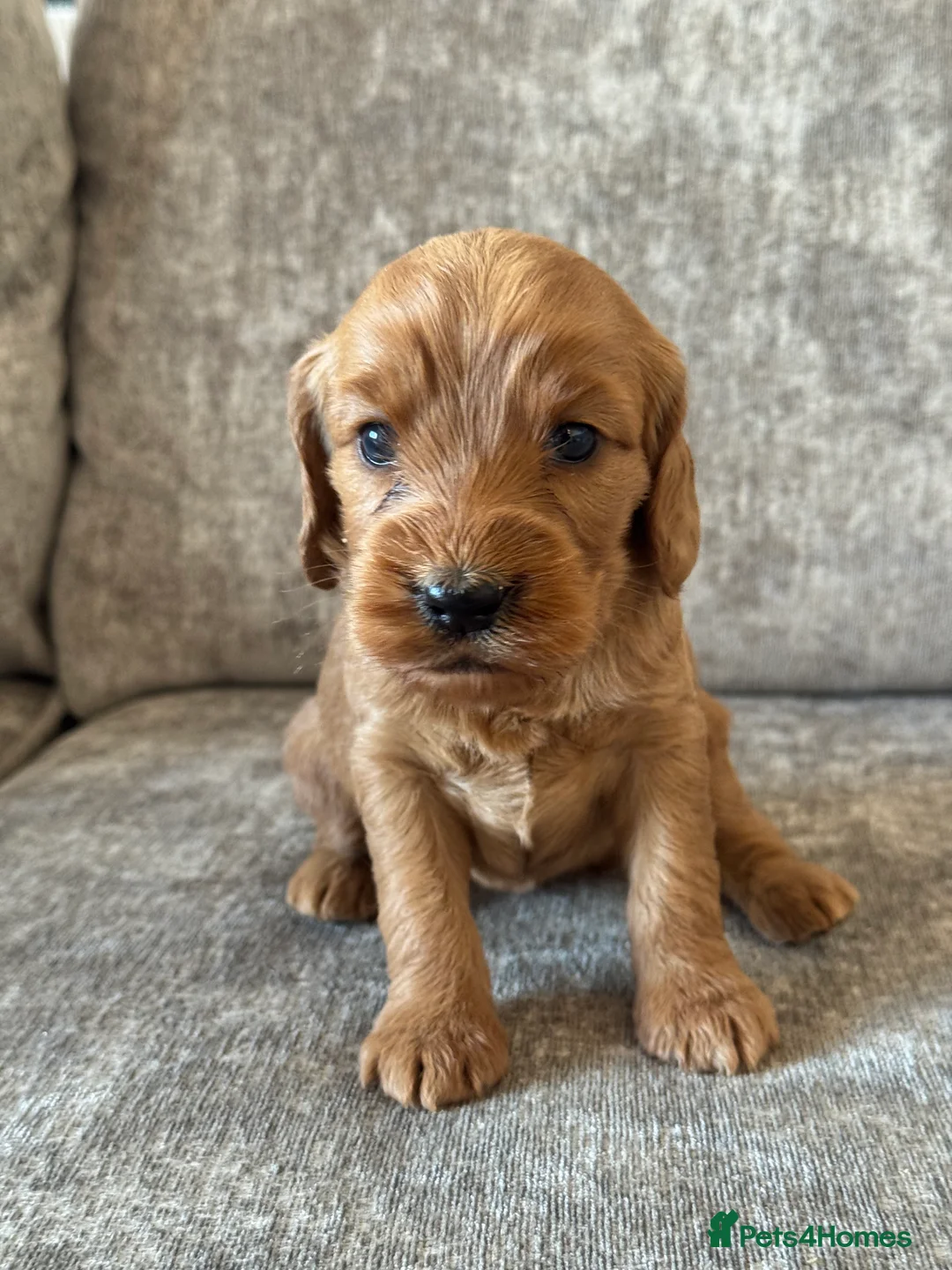 Cockapoo dogs for sale: BEAUTIFUL RED COCKAPOO PUPS HEALTH TESTED PARENTS - Advert 15