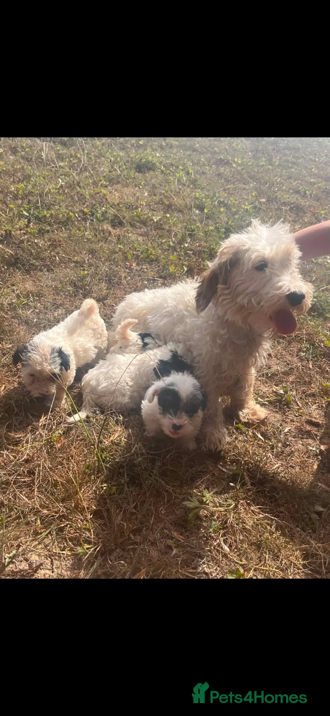 Sealyham Terrier dogs for sale: Sealyham puppies  - Advert 2