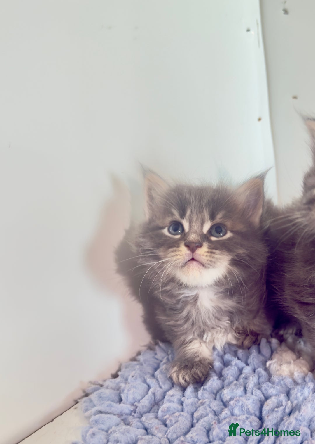 Maine Coon cats for sale: Plush PusZ XXL TICA registered Maine Coon Kittens - Advert 12