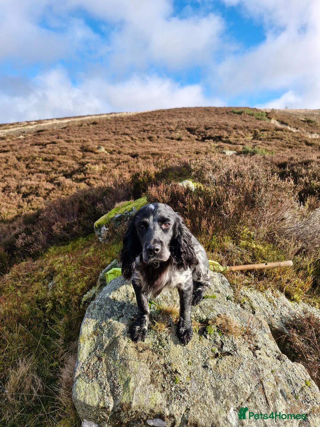 Sprocker dogs for sale: Sprocker Pups. - Advert 1