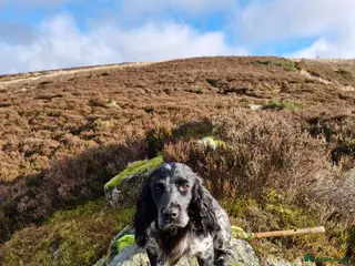 Sprocker dogs Sprocker Pups. - Advert 3