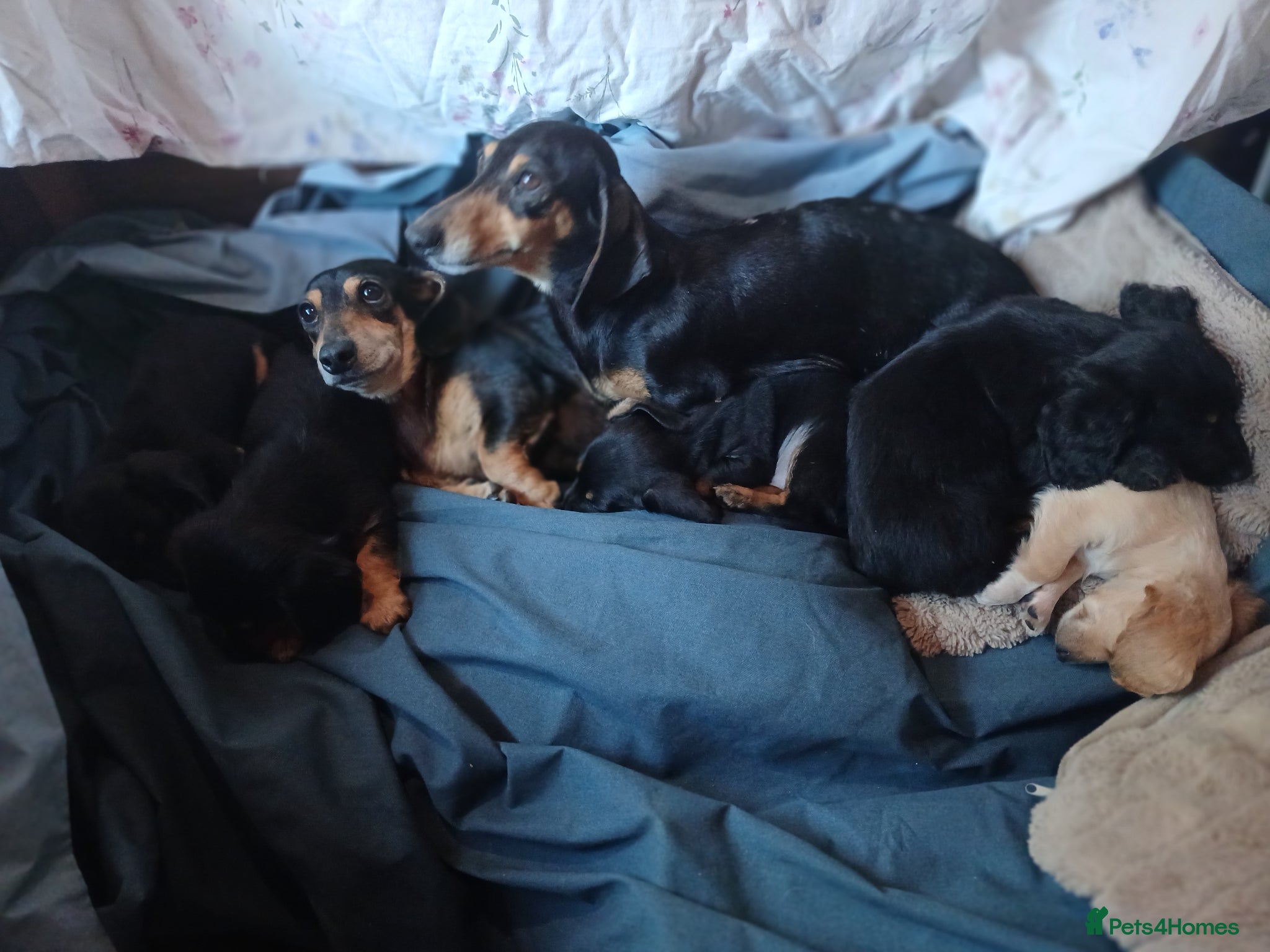 Dachshund dogs for sale: Daschounds LONG AND SHORT HAIRED  - Advert 11