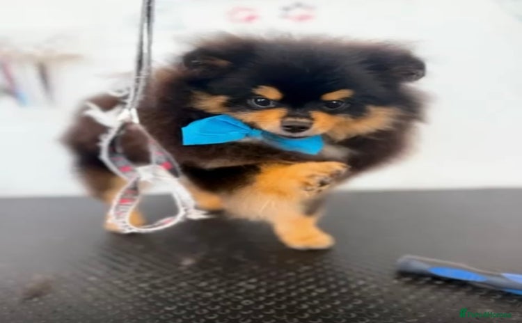 Pomeranian dogs in London - Advert 15