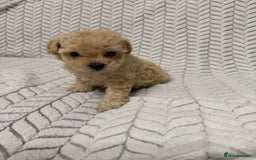 Mixed Breed dogs for sale: 🐾🐾 F1 Bb Maltipoo Puppies Boys and Girls 🐾🐾 - Image 15
