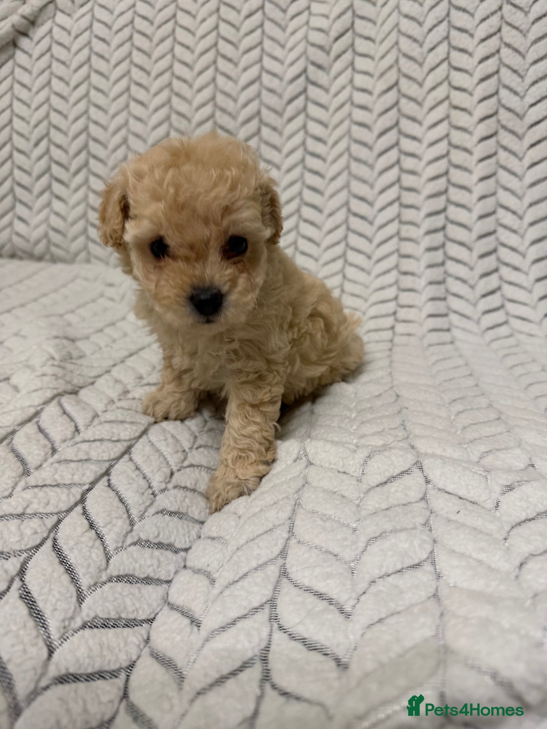Mixed Breed dogs for sale: 🐾🐾 F1 Bb Maltipoo Puppies Boys and Girls 🐾🐾 - Image 15