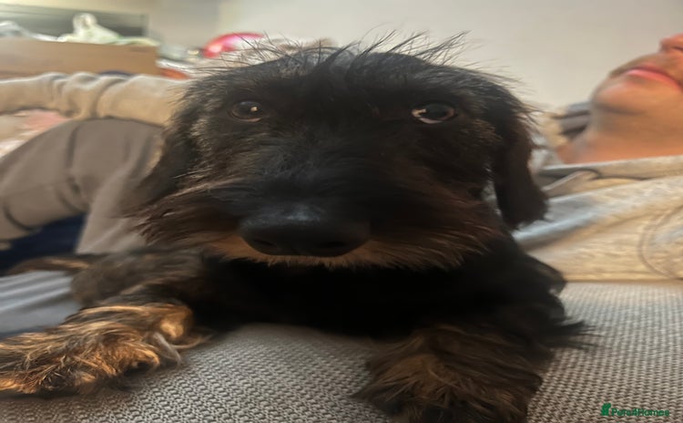 Dachshund dogs - Advert 11
