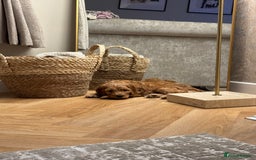 Cavapoo dogs for sale: Cavapoo Puppy - Image 3