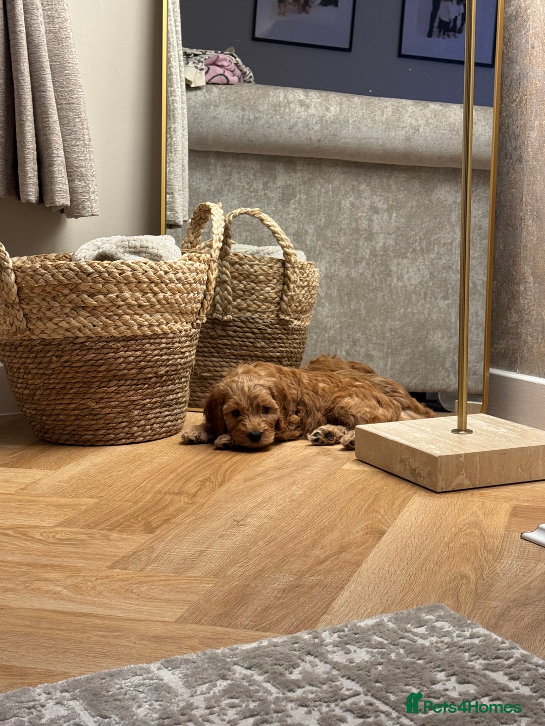 Cavapoo dogs for sale: Cavapoo Puppy - Image 3