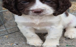 Sprocker dogs for sale: Beautiful sprocker pups  - Image 7