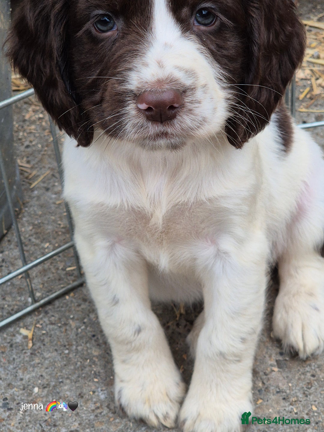 Sprocker dogs for sale: Beautiful sprocker pups  - Image 7