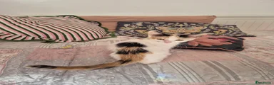 Calico Girl
