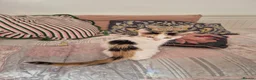 Mixed Breed cats for sale: KITTENS READY TO LEAVE in Oldbury - Advert 6