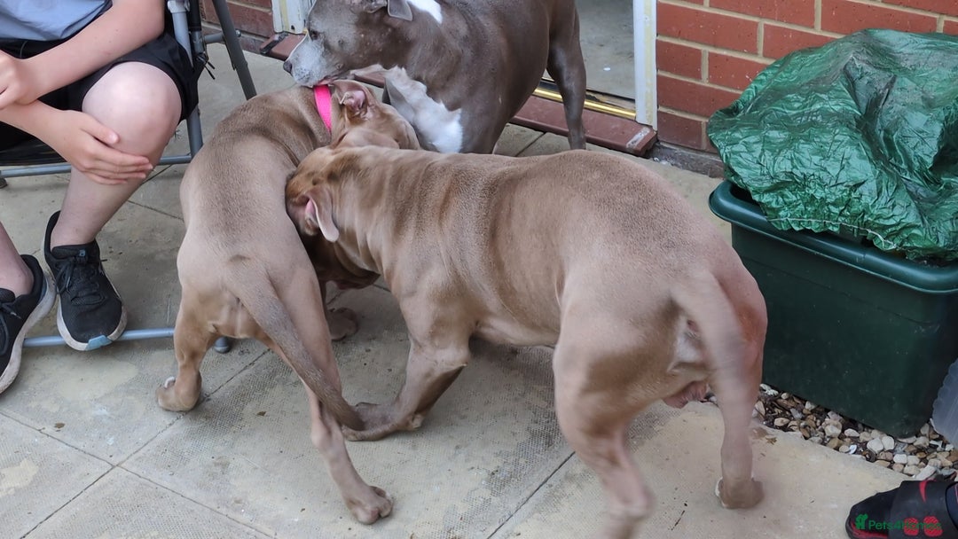 American Bully dogs for sale: American Bully 4 Months Old A Sweetheart  in Stonehouse - Image 16