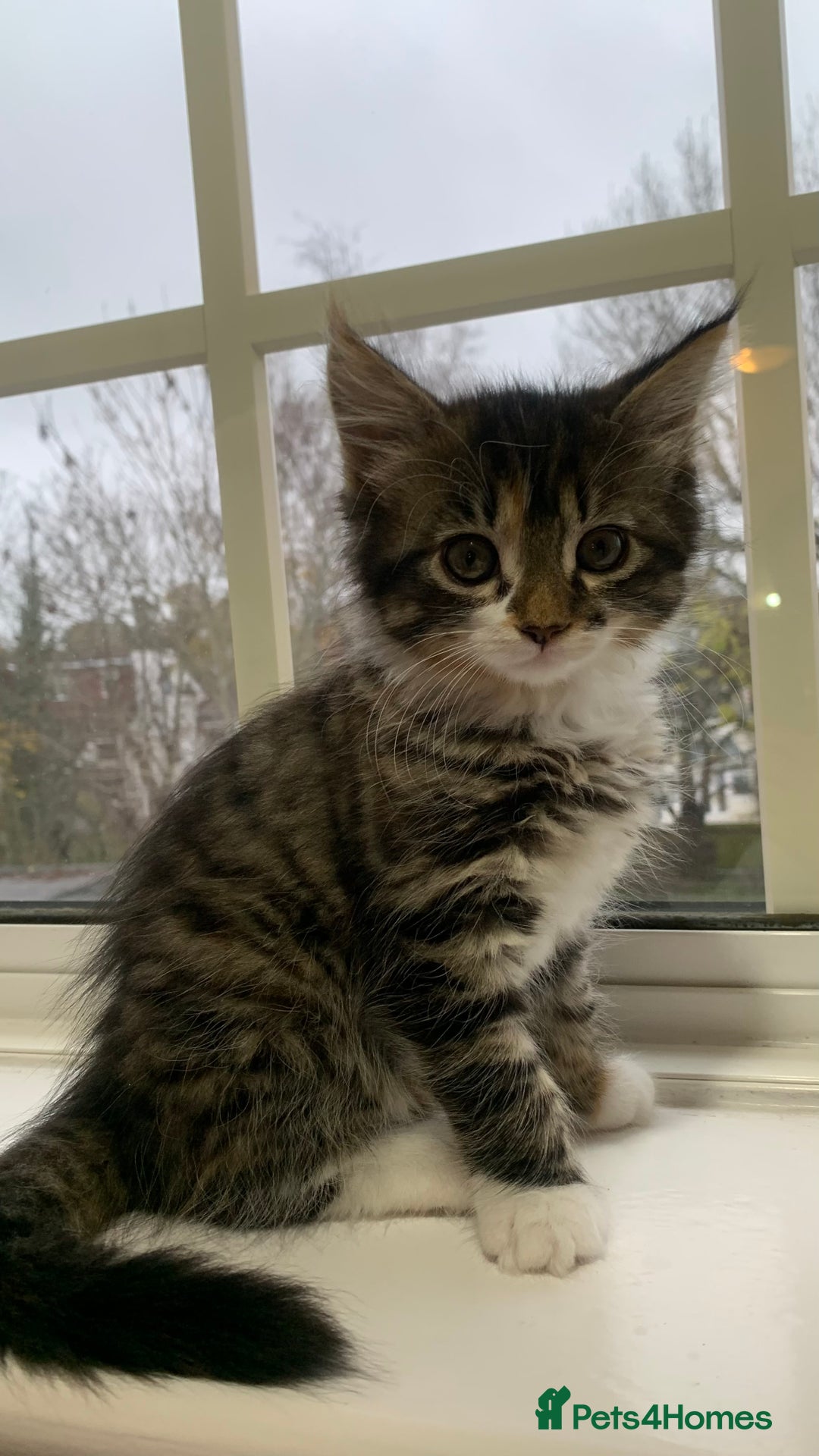 Domestic Shorthair cats for sale: ✨5 Beautiful Kittens Looking for Loving Homes✨ - Advert 6