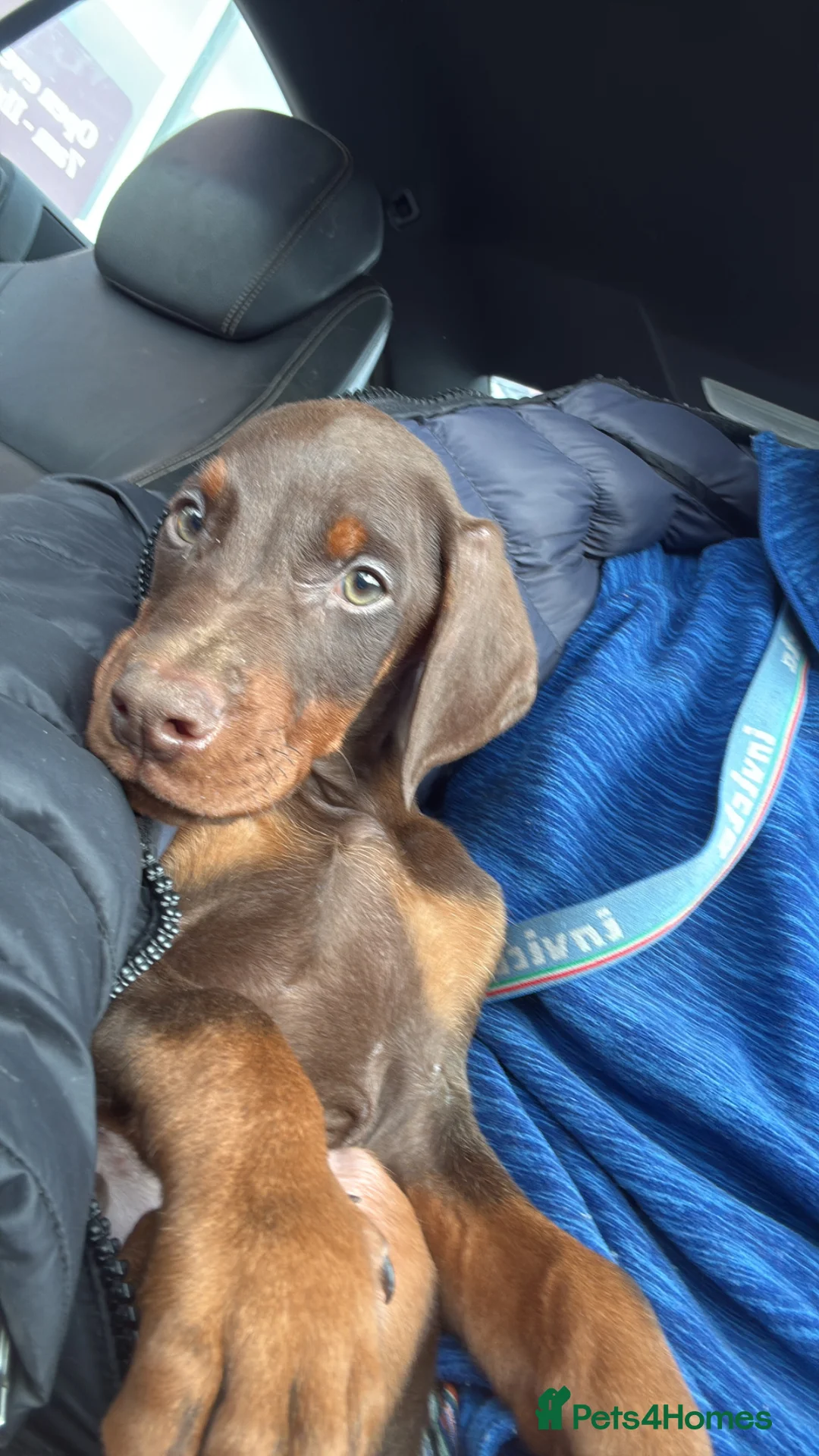 Dobermann dogs for sale: World champion pedigree Dobermanns  - Advert 21