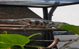 Chameleon reptiles for sale: Rare Nosy Boraha, Male, Panther Chameleon - Image 9